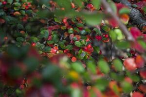 bunt Herbst Blätter, schließen hoch. fallen Hintergrund. natürlich Herbst Textur. foto