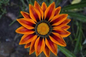 das Orange Blume Makro Schuss. foto