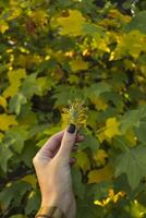 ein schön Herbst Blatt im Frau Hand. foto