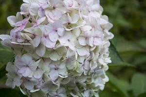 schön Hortensie Makro Schuss. Blumen- Hintergrund. foto