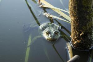 Frosch im ein Teich, schließen hoch. foto