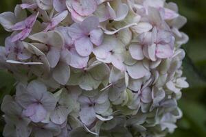 schön Hortensie Makro Schuss. Blumen- Hintergrund. foto