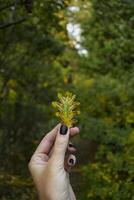 ein schön Herbst Blatt im Frau Hand. foto