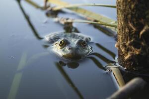 Frosch im ein Teich, schließen hoch. foto