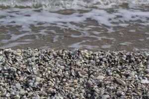 ein Menge von Muscheln auf das Küste. foto