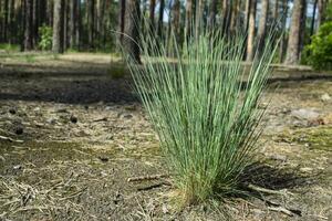 Grün Gras im das Wald. Makro Schuss. foto