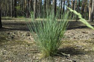 Grün Gras im das Wald. Makro Schuss. foto