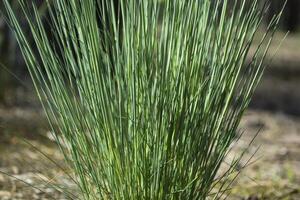 Grün Gras im das Wald. Makro Schuss. foto