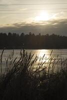 das Binsen in der Nähe von See. idyllisch Ort. foto