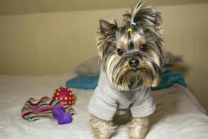 süß Yorkshire Terrier Sitzung auf das Bett. foto