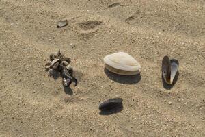 Muscheln auf das Sand schließen hoch. foto