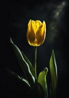 einer Tulpe isoliert auf schwarz Hintergrund mit Vorfall Licht. foto