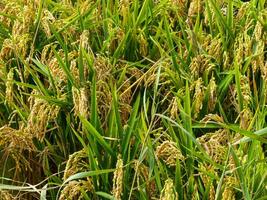 Grün Reis Feld hervorrufen ein Sinn von still Schönheit und landwirtschaftlich Fülle foto