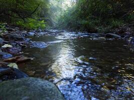 Nahansicht Fotografie mit das Fluss, Nebel und tief dunkel Wald foto