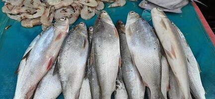 frisch roh Fisch Verkauf beim traditionell Markt. Fisch beschwingt Farbe Hintergrund foto