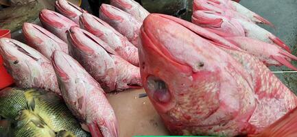 frisch roh Fisch Verkauf beim traditionell Markt. Fisch beschwingt Farbe Hintergrund foto