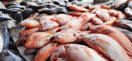 frisch roh Fisch Verkauf beim traditionell Markt. Fisch beschwingt Farbe Hintergrund foto