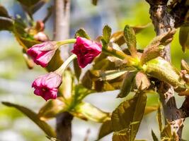 Rosa ungeblasen Sakura Blumen im früh Frühling. Knospen foto