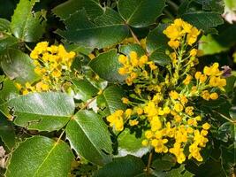 Mahonia Wasserfolium. hell Gelb Blumen Mahonia japonica Busch foto