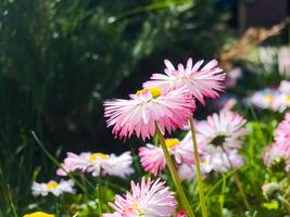 zart Weiß und Rosa Gänseblümchen oder bellis perennis Blumen auf Grün Gras. Rasen Gänseblümchen blüht im Frühling foto