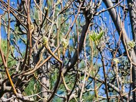 Nahansicht von Birne Baum Knospen im früh Frühling foto