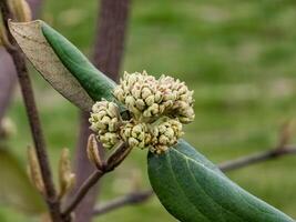 Blume Knospen von Lederblatt Schneeball, Viburnum Rhytidophyllum im früh Frühling. foto