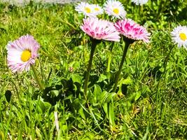 zart Weiß und Rosa Gänseblümchen oder bellis perennis Blumen auf Grün Gras. Rasen Gänseblümchen blüht im Frühling foto