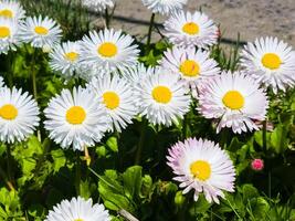 zart Weiß und Rosa Gänseblümchen oder bellis perennis Blumen auf Grün Gras. Rasen Gänseblümchen blüht im Frühling foto