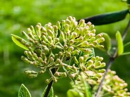 Blume Knospen von Lederblatt Schneeball, Viburnum Rhytidophyllum im früh Frühling foto