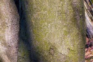 Hintergrund von das Rinde von ein Cladrastis Kentukea Baum im sonnig Wetter. natürlich Leder von Natur. foto