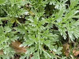 Nahansicht von Artemisia im früh Frühling. Wermut. medizinisch Pflanzen foto