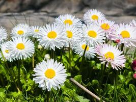 zart Weiß und Rosa Gänseblümchen oder bellis perennis Blumen auf Grün Gras. Rasen Gänseblümchen blüht im Frühling foto