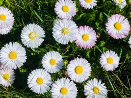 zart Weiß und Rosa Gänseblümchen oder bellis perennis Blumen auf Grün Gras. Rasen Gänseblümchen blüht im Frühling foto