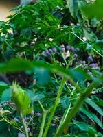 ein schließen oben von ein Pflanze mit lila Blumen und Grün Blätter. foto