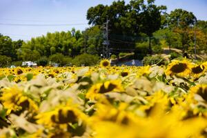 Sonnenblumen beim das Bauernhof sonnig Tag foto