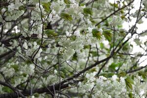 ukon Kirsche Blumen schwankend im das Wind wolkig Tag Tele Schuss foto