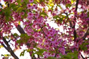 Kawazu Kirsche Blüten im Frühling Jahreszeit foto