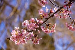 Kawazu Kirsche Blüten hinter Blau Himmel sonnig Tag schließen oben foto