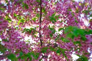 Kawazu Kirsche Blüten wirbelnd verwischen im Frühling Jahreszeit schließen oben foto