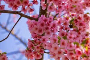 Kawazu Kirsche Blüten im voll blühen beim das Park schließen oben Handheld foto