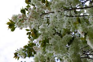 ukon Kirsche Blumen schwankend im das Wind wolkig Tag Tele Schuss foto