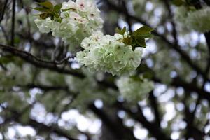 ukon Kirsche Blumen schwankend im das Wind wolkig Tag Nahansicht foto