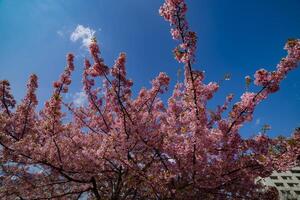 Kawazu Kirsche Blüten im voll blühen beim das Park foto