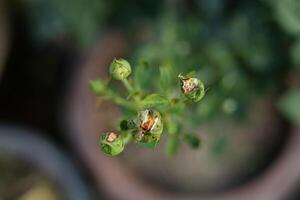 schließen oben von Rosa Rose Knospe foto