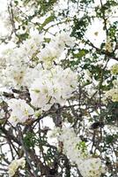 schön Weiß Bougainvillea Blume foto