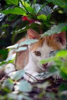 Orange Weiß Katze Sitzung in der Nähe von Pflanzen foto