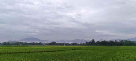 Aussicht von Grün Reis Felder mit ein Straße flankiert durch Reis Felder und umgeben durch Hügel foto