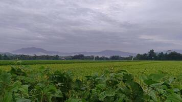 Aussicht von Grün Reis Felder mit ein Straße flankiert durch Reis Felder und umgeben durch Hügel foto