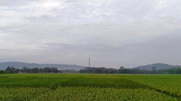 Aussicht von Grün Reis Felder mit ein Straße flankiert durch Reis Felder und umgeben durch Hügel foto