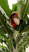 Foto von das Herz von ein Banane Baum beginnend zu wachsen